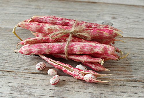 Organic Cranberry Beans by Food to Live (Dried Borlotti Beans, Non-GMO Seeds, Kosher, Raw Romano Beans in Bulk, Product of the USA) — 5 Pounds