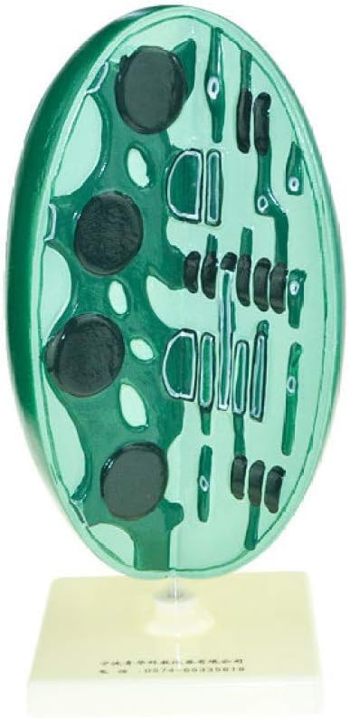juler Chloroplast Structure Model microstructure Early and Middle School Biology Teaching Model Science and Education Instrument, One Size