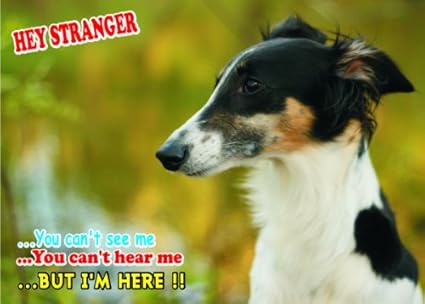 Amazon Com Attention Beware Fun Sign Dog Longhaired Whippet