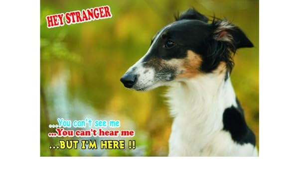 Amazon Com Attention Beware Fun Sign Dog Longhaired Whippet
