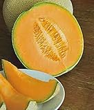 CANTALOUPE SEED​, HALES BEST JUMBO, HEIRLOOM, ORGANIC, NON GMO, 25+ SEEDS, MELON