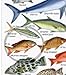 Gamefishes Tropical Atlantic and Caribbean Identification Card
