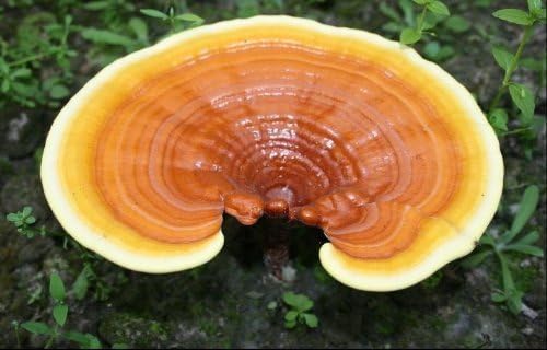 Ganoderma &amp; Shiitake 40 Tablets by MediHerb