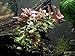 Aquatic Arts Dark Red Ludwigia - 2 Bunches - Large Live Aquarium Plant