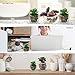 ELLIE ARTS Artificial Succulent Plants with Unpotted Faux Burros Tail and Echeveria for Terrariums and Home Office Decor (7 Pieces)
