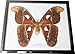 REAL VERY BIG SIZE ATLAS MOTH FRAMED DISPLAY INSECT TAXIDERMY SIZE 11
