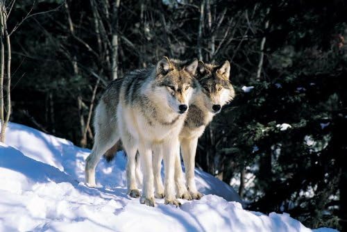 Canadian Geographic Grey Wolf Duo