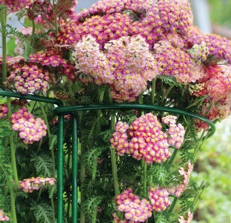 KRISMYA Garden Support Stake, 2-Pack Metal Half Round Garden Plant Support Ring Hoop, Border Support, Plant Support Ring Cage for Rose Hydrangea Vine (10" Wide x 15.8" High) - Thumbnail 6