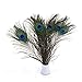 Featured Real Natural Peacock Feathers Bulk 10-12 inches (25-30cm) Great Decorations for Christmas Halloween Home Party Wedding Centerpieces (Natural 10pcs)