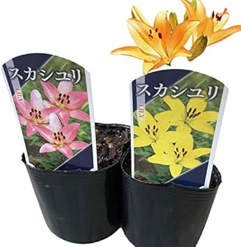 Amazon 純潔 高貴 飾らぬ美 ユリ球根 芽出し苗 スカシユリ 2個セット 寒さに強い おまかせ 園芸 ガーデニング 寄せ植え 鉢花 鉢植え 春の訪れ 花 誕生日 記念日 プレゼント 贈り物 スカシユリ 2個 花 観葉植物 フラワーギフト オンライン通販