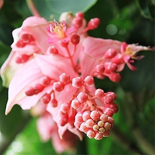 Higarden Medinilla seeds, Pink bud acid foot pole, family potted plants 50 seeds/bag