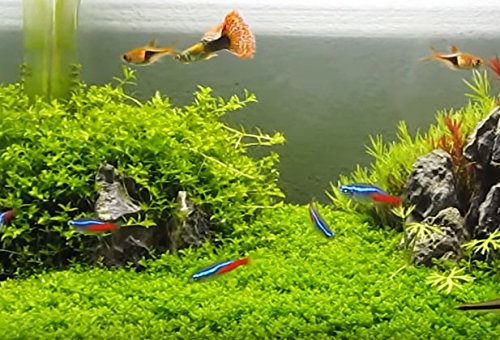 baby freshwater fish