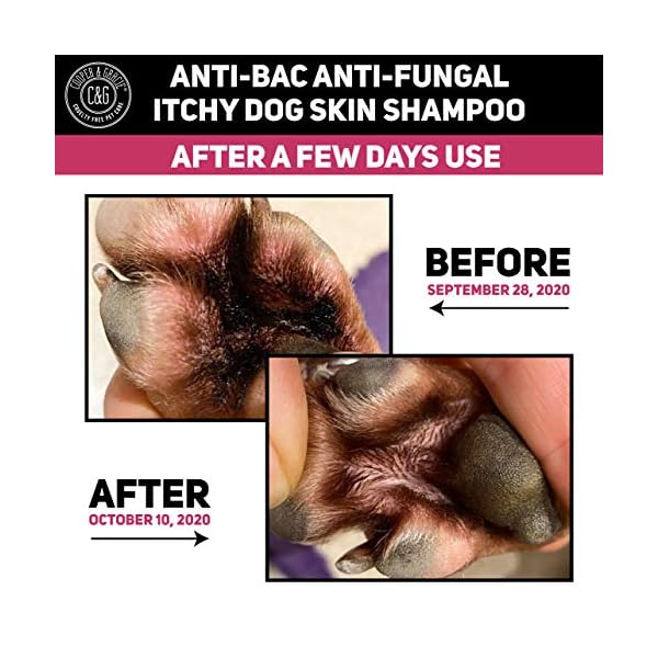 CG-Pets-Dog-Shampoo-For-Itchy-Skin-Antibacterial-And-Antifungal-100-Natural-Medicated-Low-Lather-Safe-Formula-Fast-Absorbing-and-Skin-Cooling-First-Aid-Great-For-Cuts-Grazes-Skin-Irritation C&G Pets | Dog Shampoo For Itchy Skin Antibacterial And Antifungal | 100% Natural Medicated Low Lather Safe Formula…