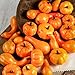 Darice Mini Decorative Realistic Fall Pumpkins and Gourds - Pkg of 24