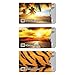 16 RFID Blocking Sleeves in Fun Realistic Designs! (12 Credit Card Holders & 4 Passport Protectors) Ultimate Premium Identity Theft Protection Sleeve Set for Men & Women.