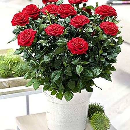 Organic Farms Fertilizer for Home and Garden Plants (1 L)