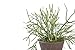 Sustee Aquameter, Green, Small - Plant Soil Moisture Sensor - Best for Potted Plants - Refillable Style