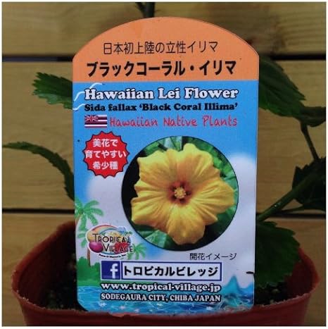 Amazon 超レア ハワイ固有種の花 ブラックコーラル イリマ苗 立性タイプ 3 5号ポット 生産温室から新鮮産直 花