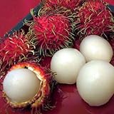 Melissa's Fresh Rambutans (2 lb)