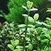 Mainam Moneywort Bacopa Monnieri Bundle Live Aquarium Plant for Freshwater Fish Tank Decoration 3 Days Live Guaranteed