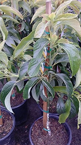 9EzTropical - HASS Avocado - Grafted Tree - 1 Feet Tall - Ship in Plastic Bag - Thumbnail 2