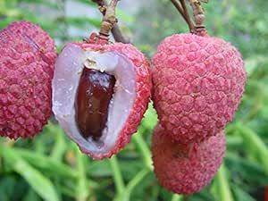 Amazon.com : Kaimana Lychee - Tropical Fruit Trees - 2 Feet Tall