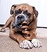 Downtown Pet Supply Made in USA 10