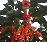 Red Flowering Fragrant Tea Olive (Osmanthus) - Live Plant - 4 Inch Pot