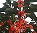 Red Flowering Fragrant Tea Olive (Osmanthus) - Live Plant - 4 Inch Pot