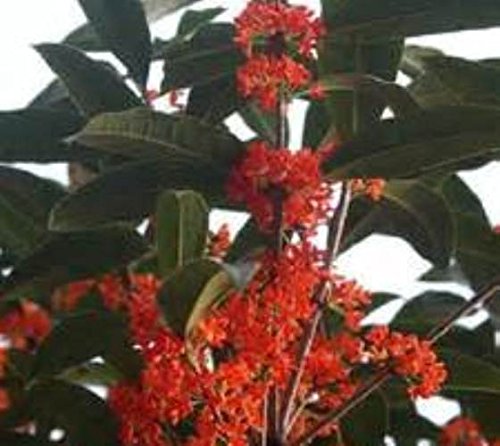 Red Flowering Fragrant Tea Olive (Osmanthus) - Live Plant - 4 Inch Pot Red Flowering Fragrant Tea Olive (Osmanthus) - Live Plant - 4 Inch Pot