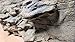 Universal Rocks 48-Inch by 20-Inch Ledge Flexible Aquarium Background
