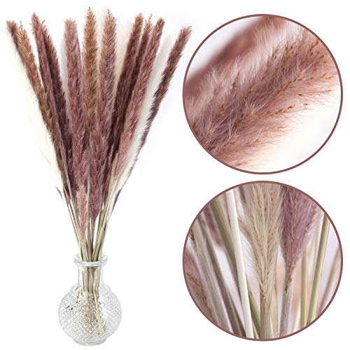 DomeStar 36PCS Pampas Grass, Natural Dried Pampas Reed Grass Plume Wedding Flower Bunch