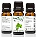 BioFinest Sweet Basil Oil - 100% Pure Sweet Basil Essential Oil - Premium Organic - Therapeutic Grade - Aromatherapy - Best For Flu - Help to Ease Dizziness- Remove Odors - FREE E-Book (10ml)