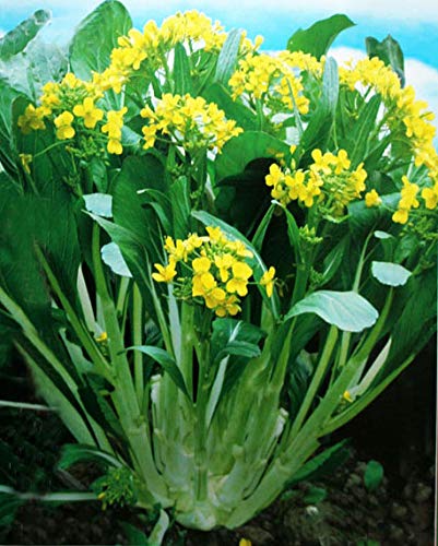 Multi Bolt petioles Yu Choy Yu Choy Sum 15g 6000 Seeds Chinese Vegetable Organic Seeds for Planting åŽŸè£…å½©åŒ…å¤šå­å¤šç¦ç”œèœå¿ƒæ²¹èœè–¹æ²¹èœç™½èœè–¹æ²¹èœå¿ƒç§å­