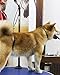 No-Sit Haunch Holder Pet Grooming loop noose - stainless steel wire rope restraint noose for Grooming Tables arm, bath dog (Small, Medium and Large Dogs)