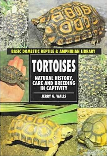 domestic tortoise