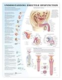 Understanding Erectile Dysfunction Anatomical Chart, Anatomical Chart Company Staff, 1587795477