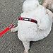azuza Christmas Dog Collar and Leash Set, Rich Red Plaid Dog Collar with Matching Leash for Medium Dogs, Great for Christmas, New Year, Holiday and Daily Usethumb 4