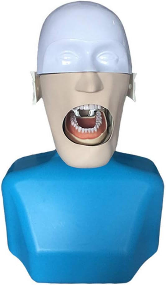 XIEJI Simulation Dummy Head Model Dental Class Stomatology Model Dental Teeth Teaching