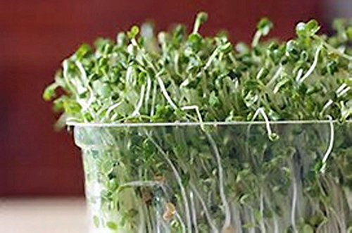 "COOL BEANS n SPROUTS" Brand Broccoli Seeds for Sprouting Microgreens, 8 oz Bag,A superfood packed with antioxidants and health-promoting nutrients. A small town family run USA business.Thank you !