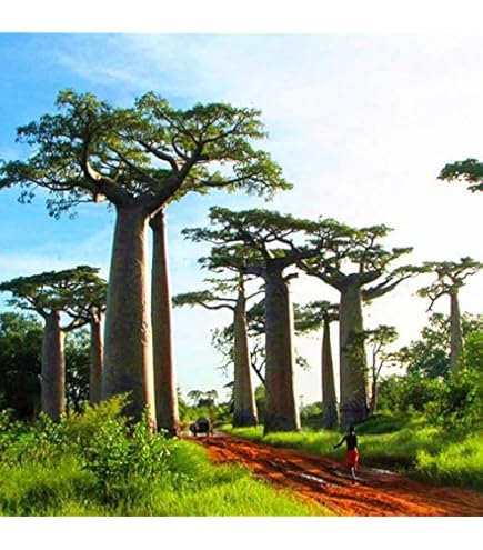 バオバブ　Adansonia digitata Adansonia digitata | Landscape Plants | Oregon State University