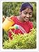 Super Duper Publications Photo Cards, Verbs, New Revised Photos, Tin (WFC02B)