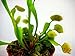 Venus Fly Trap Plant - Carnivorous - 3
