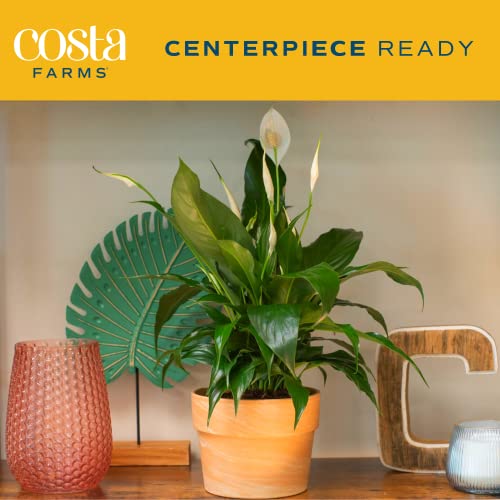 Costa Farms Peace Lily Plant, Live Indoor Houseplant with Flowers