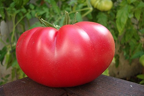 Mortgage Lifter Tomato 4 Plants - Large Well-Shaped Fruit Mortgage Lifter Tomato 4 Plants - Large Well-Shaped Fruit