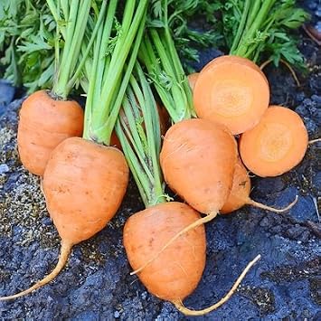 1 gramo de semillas Rondo Zanahorias: Amazon.es: Jardín