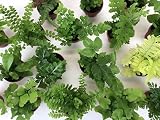 Super Micro Ferns (2 Plants) (1.5" Pots) Terrarium Plants Fairy Garden Plants