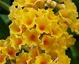 Honeycomb Butterfly Bush (Buddleia weyeriana) Live Herb Plant