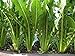 Heirloom CATALOGNA EMERALD ENDIVE 1000 SEEDS Italian Dandelion PROLIFIC