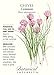 Common Chives Seeds - 1 gram - Heirloom